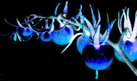Blue Tomatoes