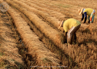 2nd Place, Aimee Bernardo, Rural Life, CP