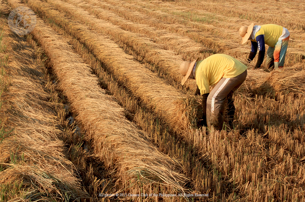 2nd Place, Aimee Bernardo, Rural Life, CP