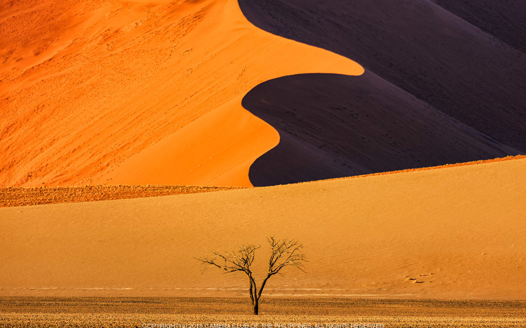 Members Choice: Lone Tree