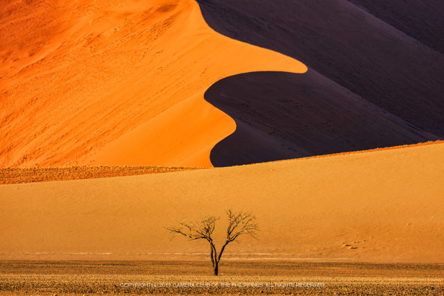 Lone Tree Tony Cancio